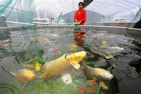 宿舍養魚|宿舍可以养哪些鱼？